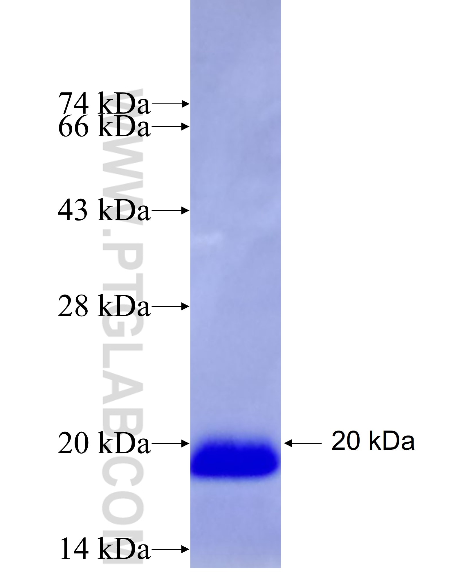 PIK3R3 fusion protein Ag27743 SDS-PAGE
