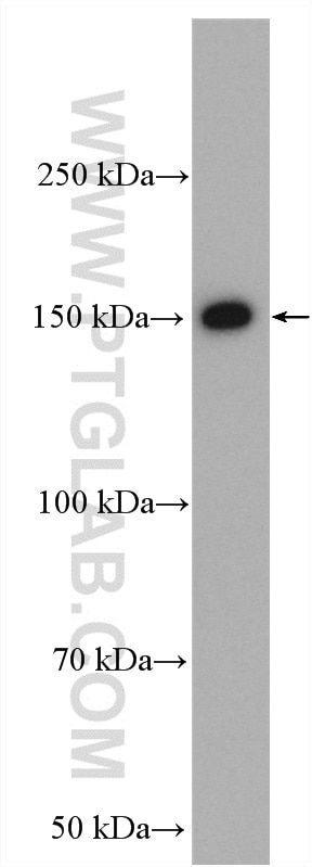 Western Blot (WB) analysis of HepG2 cells using VPS15 Polyclonal antibody (17894-1-AP)
