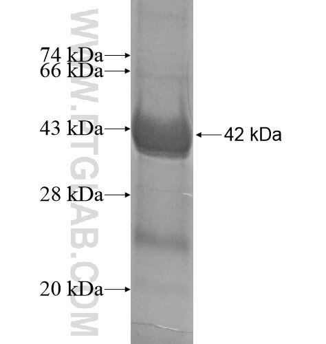 PIK3R4 fusion protein Ag12221 SDS-PAGE