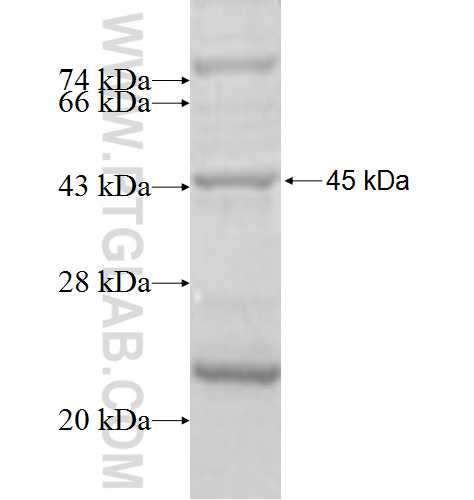 PILRB fusion protein Ag5678 SDS-PAGE