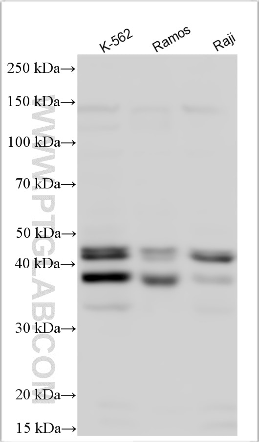 Western Blot (WB) analysis of various lysates using PIM2 Polyclonal antibody (25865-1-AP)