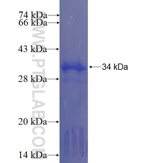 PIM2 fusion protein Ag23130 SDS-PAGE
