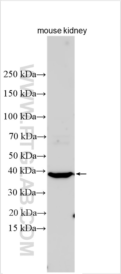 WB analysis using 33202-1-AP (same clone as 33202-1-PBS) Western Blot (WB) analysis of various lysates using PIM3 Polyclonal antibody (33202-1-AP)