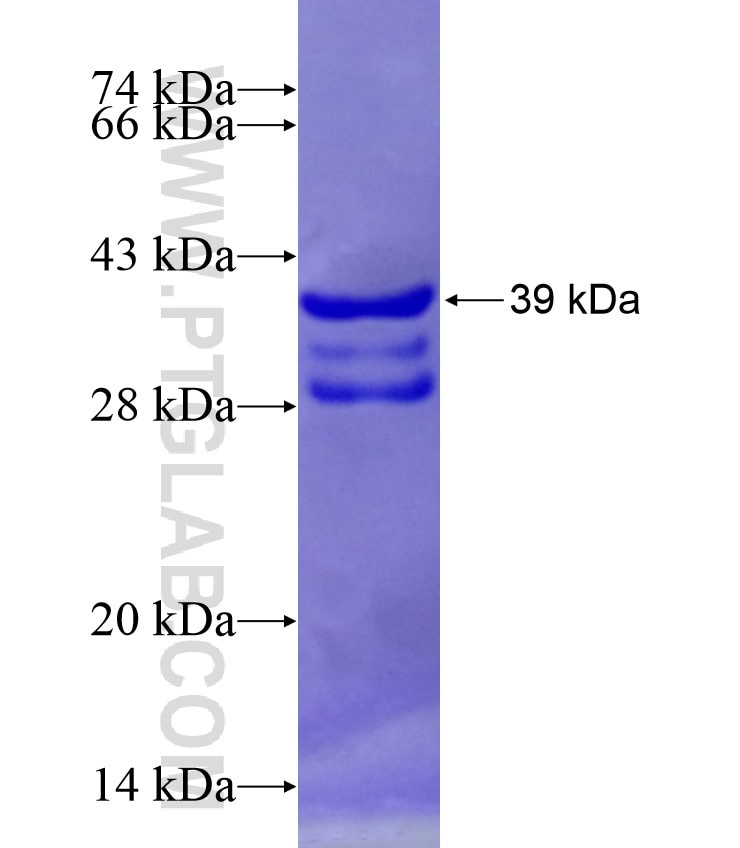 PIM3 fusion protein Ag17748 SDS-PAGE