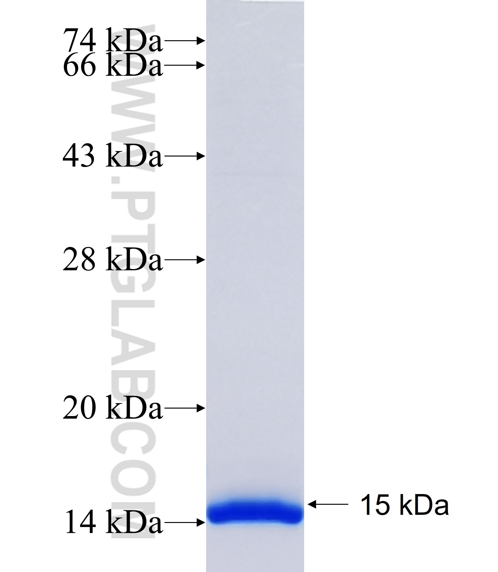 PIM3 fusion protein Ag17859 SDS-PAGE