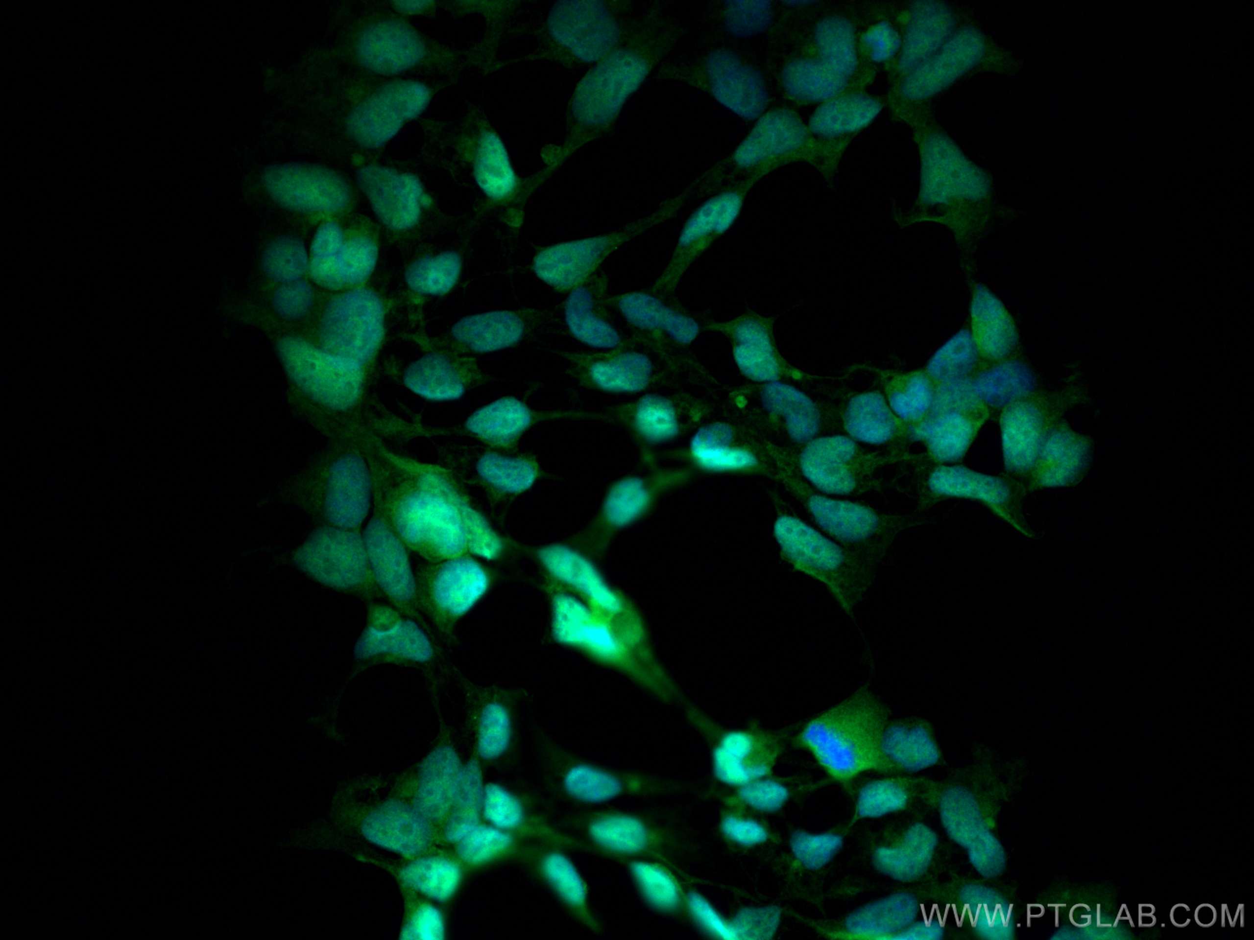 IF Staining of HEK-293 using 10495-1-AP