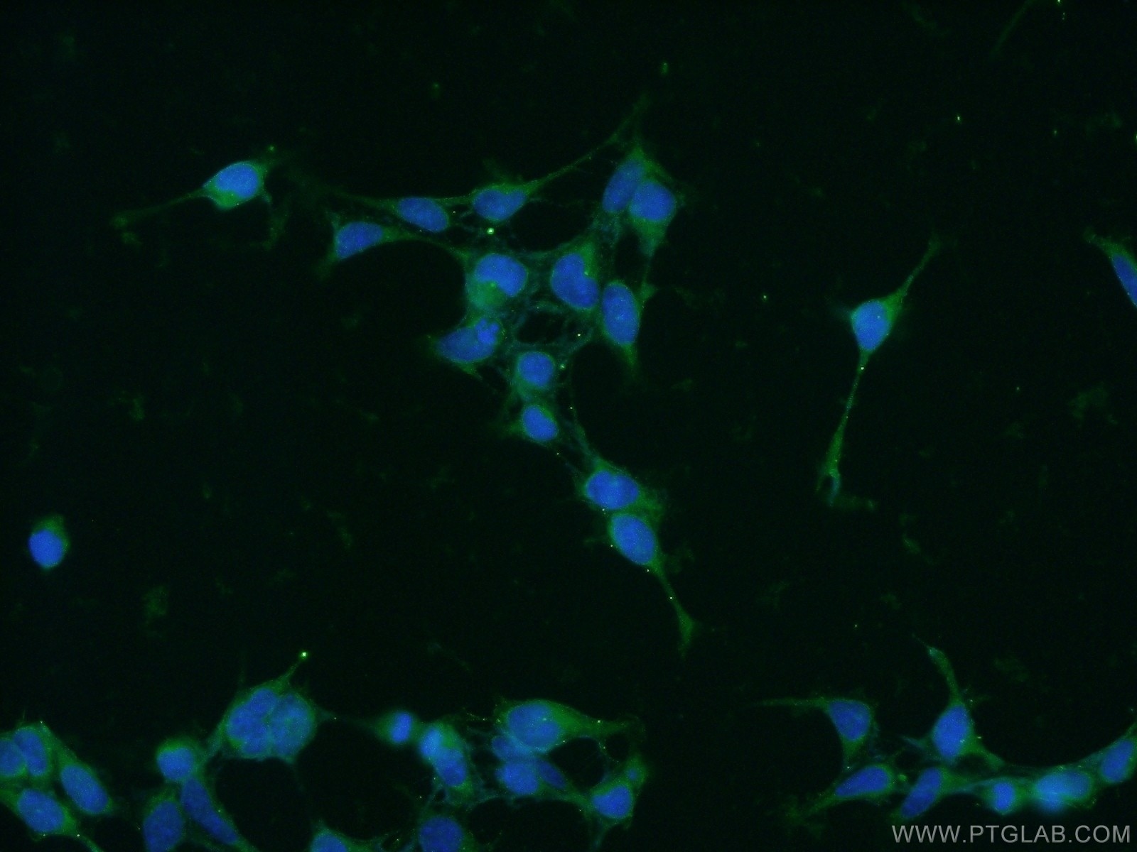 Immunofluorescence (IF) / fluorescent staining of HEK-293 cells using PIN1 Polyclonal antibody (10495-1-AP)