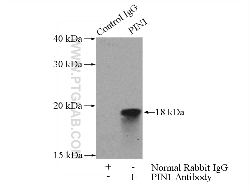 Immunoprecipitation (IP) experiment of HepG2 cells using PIN1 Polyclonal antibody (10495-1-AP)