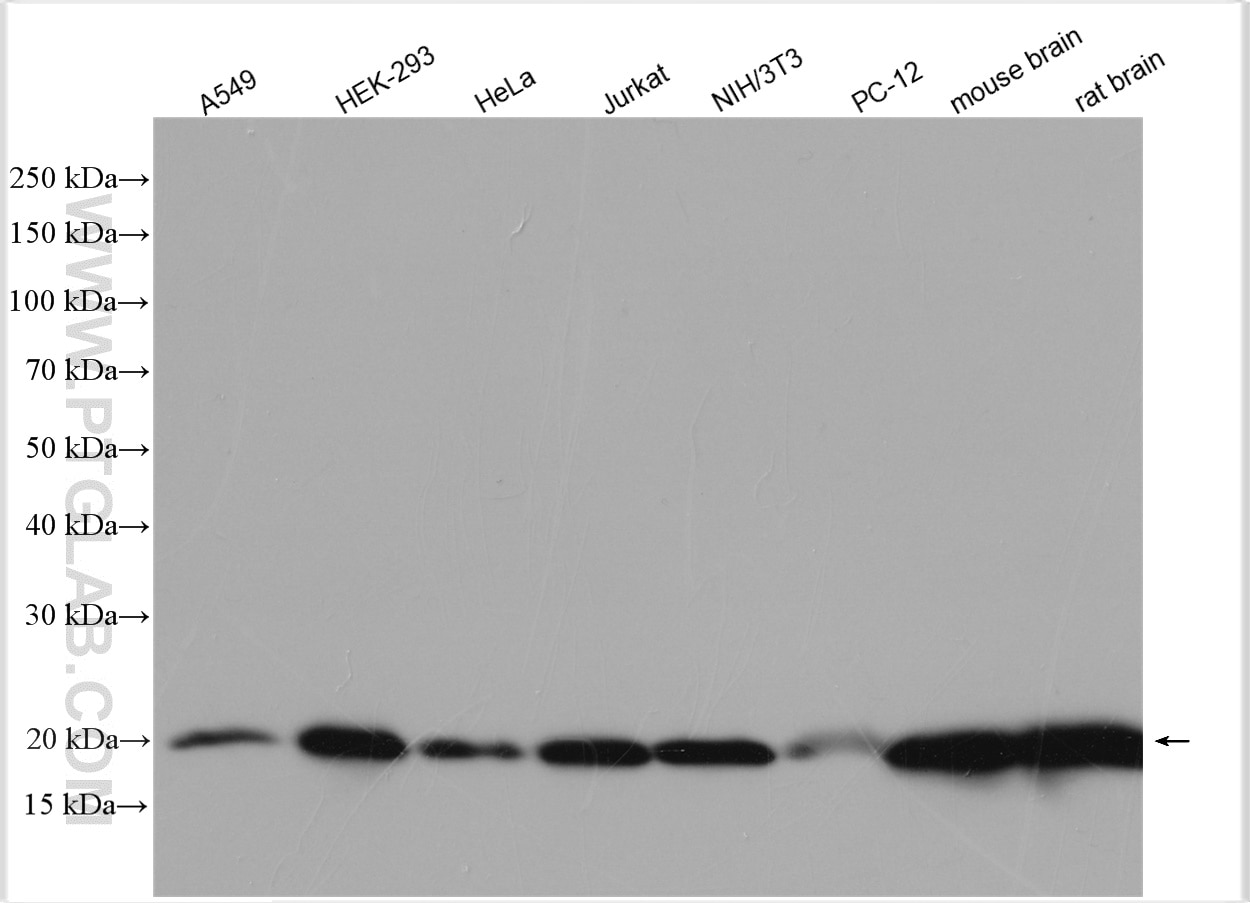 Western Blot (WB) analysis of various lysates using PIN1 Polyclonal antibody (10495-1-AP)