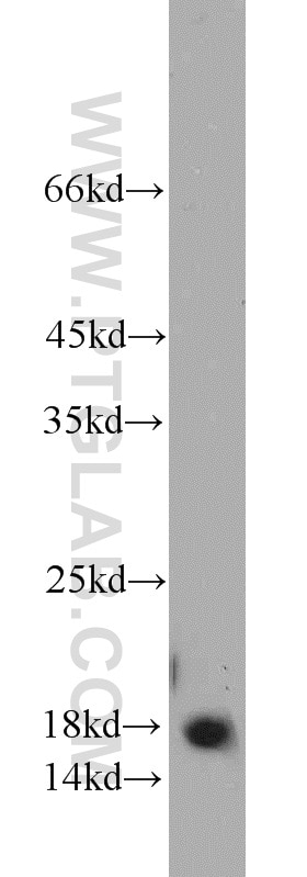 Western Blot (WB) analysis of HEK-293 cells using PIN1 Polyclonal antibody (10495-1-AP)