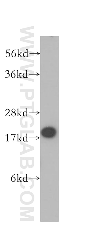 Western Blot (WB) analysis of HEK-293 cells using PIN1 Polyclonal antibody (10495-1-AP)