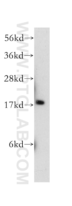 Western Blot (WB) analysis of HeLa cells using PIN1 Polyclonal antibody (10495-1-AP)