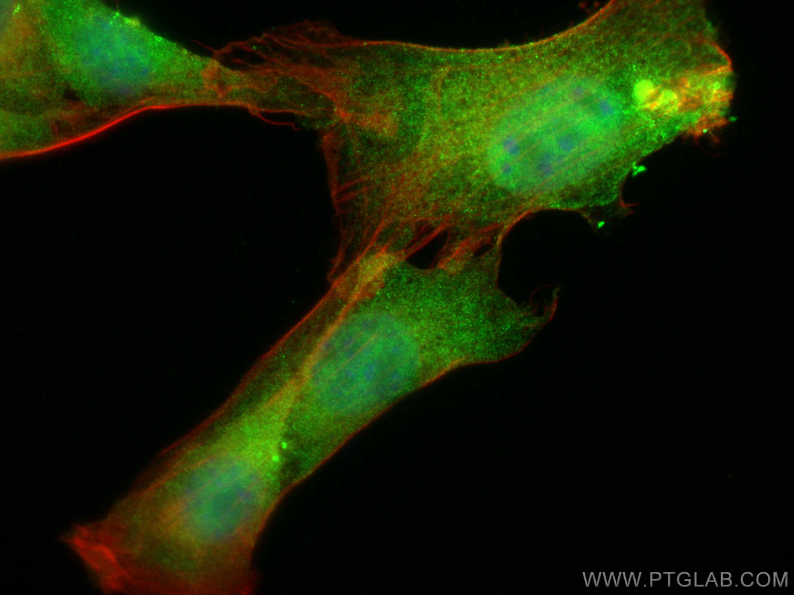 Immunofluorescence (IF) / fluorescent staining of NIH/3T3 cells using PIN1 Monoclonal antibody (68127-1-Ig)