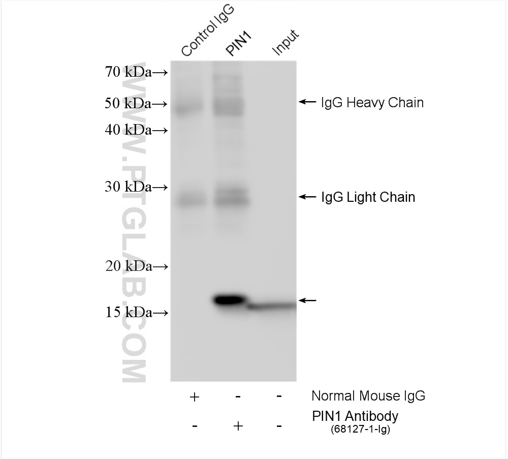 Immunoprecipitation (IP) experiment of HepG2 cells using PIN1 Monoclonal antibody (68127-1-Ig)