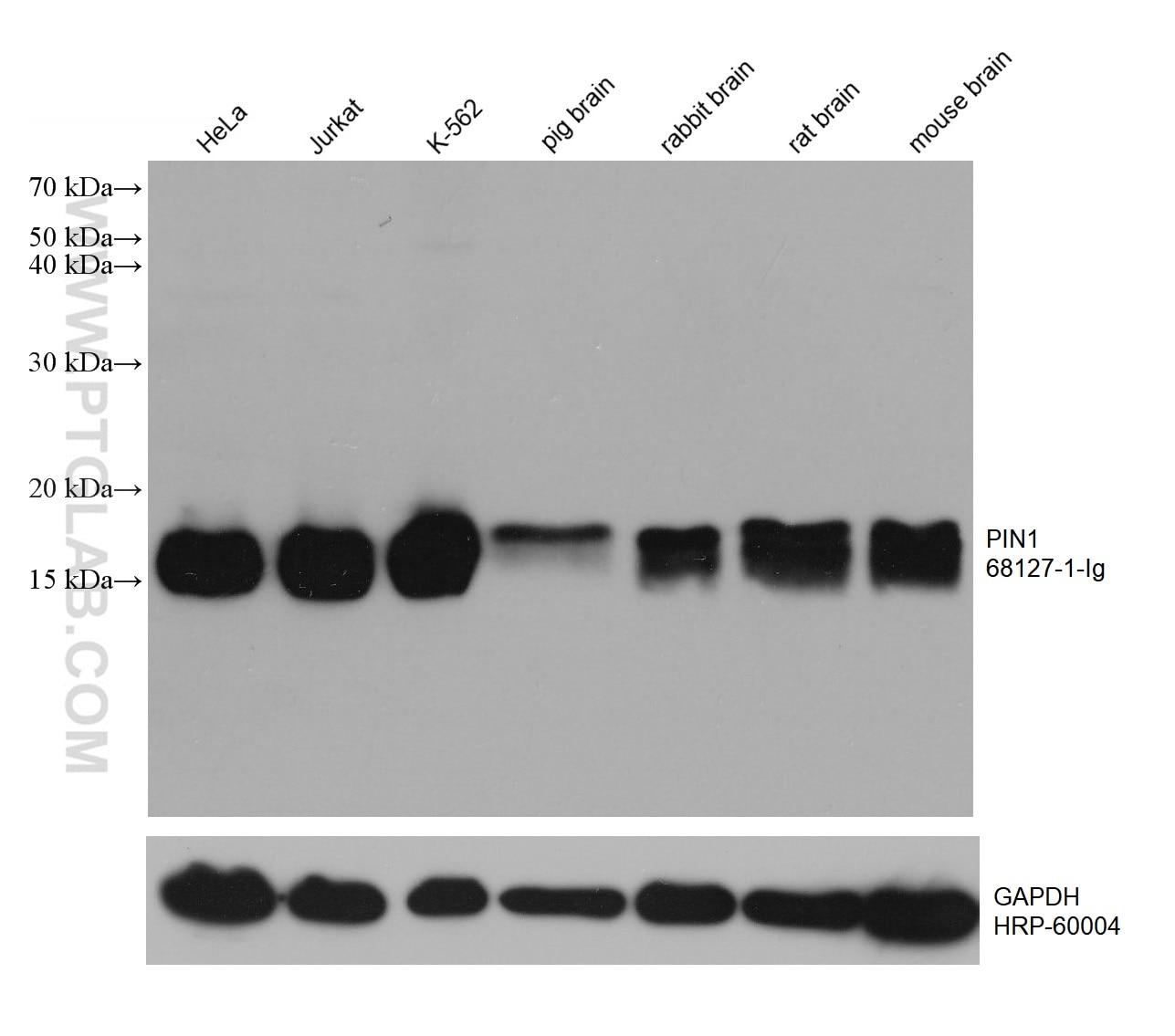 Western Blot (WB) analysis of various lysates using PIN1 Monoclonal antibody (68127-1-Ig)