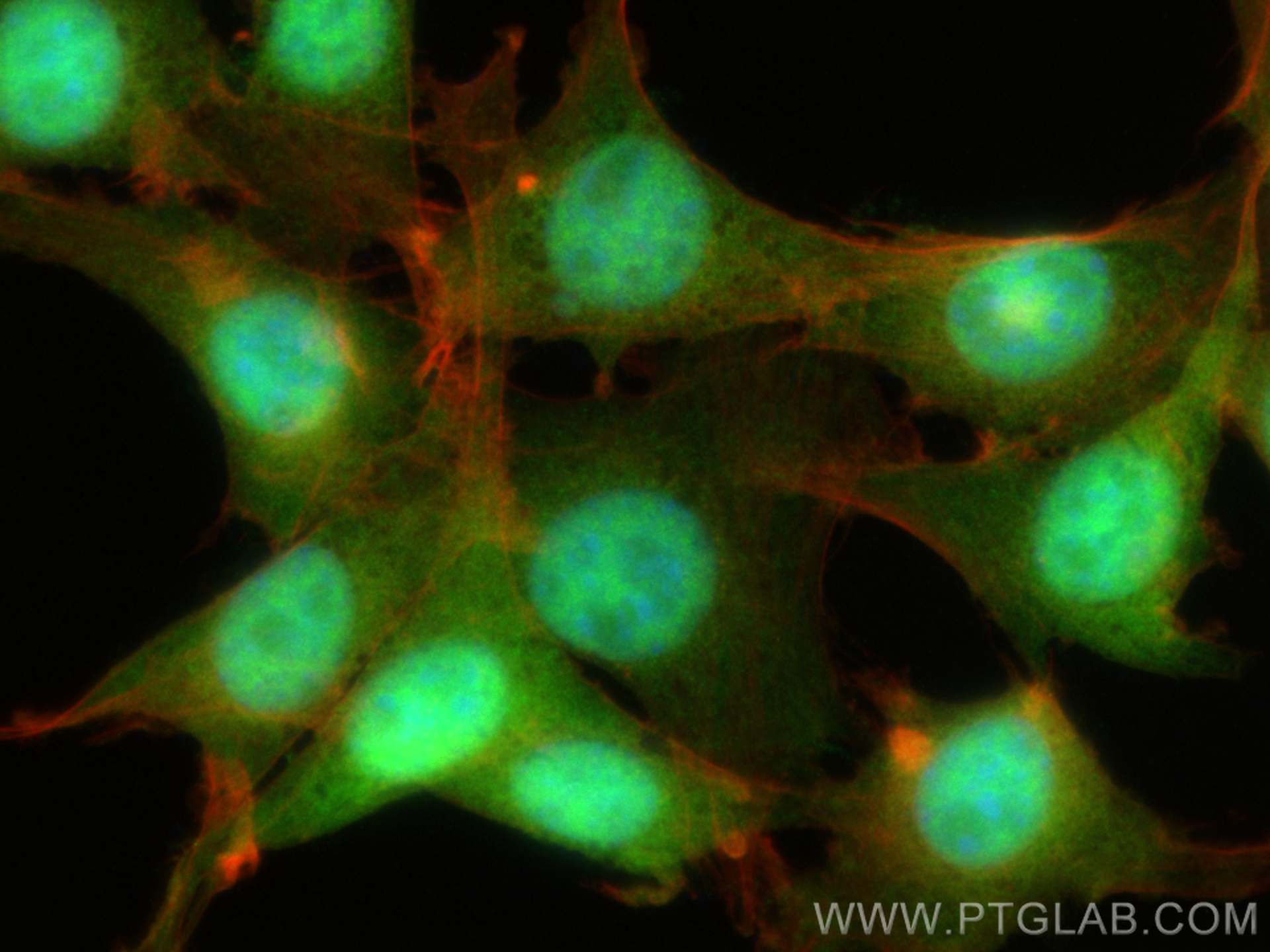 Immunofluorescence (IF) / fluorescent staining of NIH/3T3 cells using PIN1 Recombinant antibody (81857-1-RR)