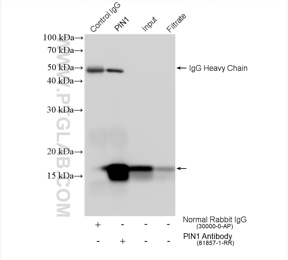 Immunoprecipitation (IP) experiment of NIH/3T3 cells using PIN1 Recombinant antibody (81857-1-RR)