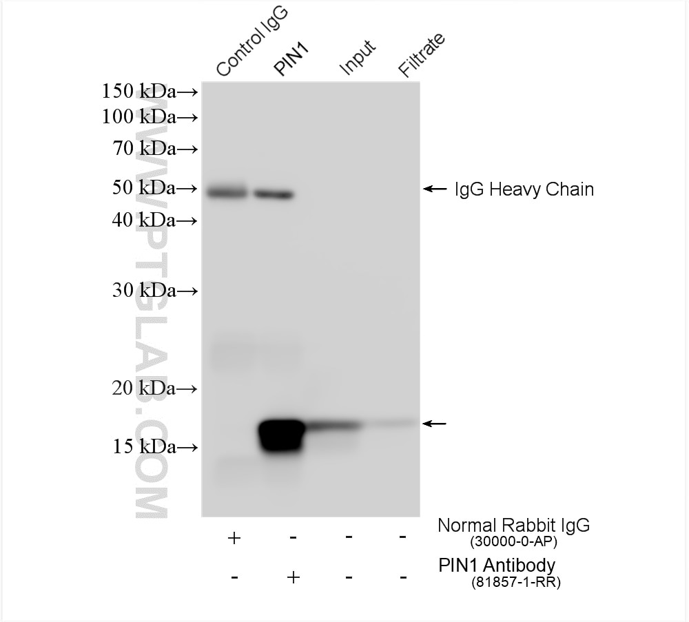 Immunoprecipitation (IP) experiment of HepG2 cells using PIN1 Recombinant antibody (81857-1-RR)