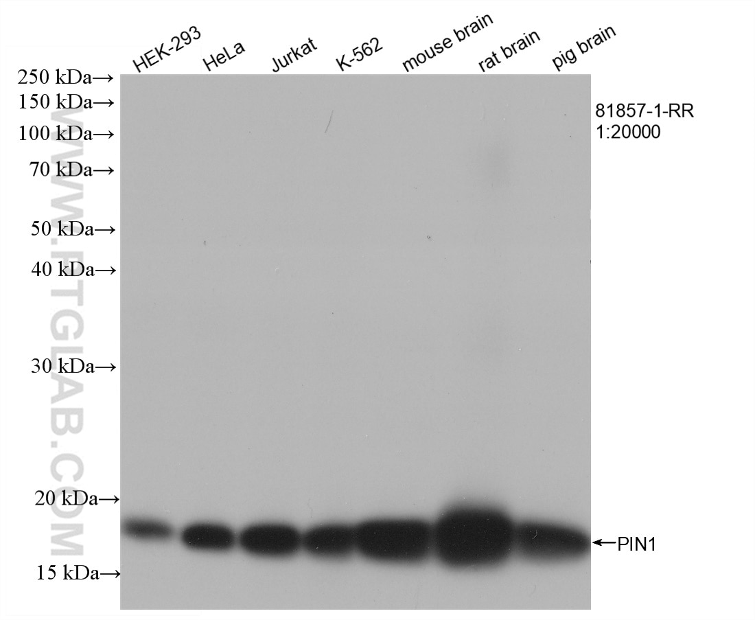 Western Blot (WB) analysis of various lysates using PIN1 Recombinant antibody (81857-1-RR)