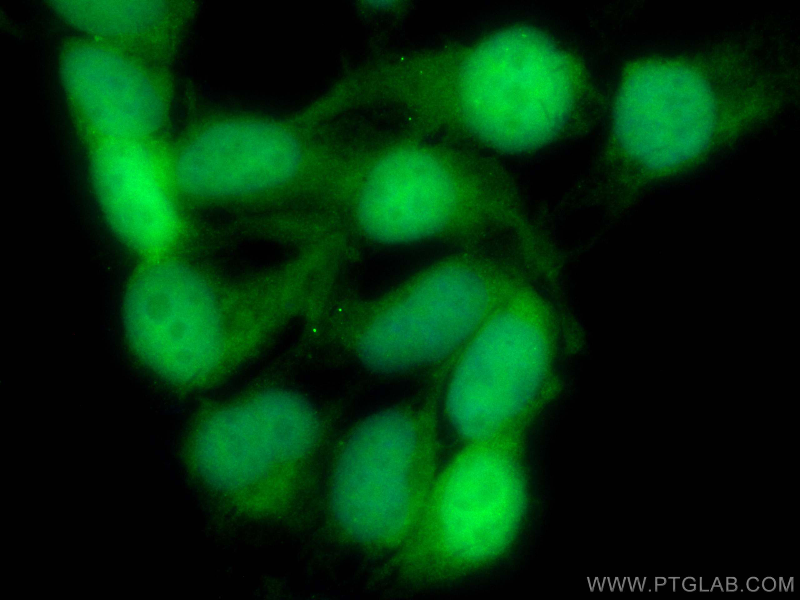 Immunofluorescence (IF) / fluorescent staining of HEK-293 cells using CoraLite® Plus 488-conjugated PIN1 Polyclonal anti (CL488-10495)