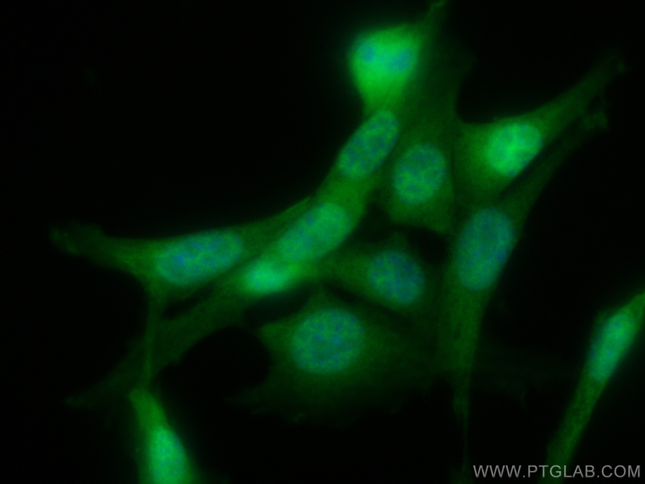 Immunofluorescence (IF) / fluorescent staining of NIH/3T3 cells using CoraLite® Plus 488-conjugated PIN1 Recombinant ant (CL488-81857)