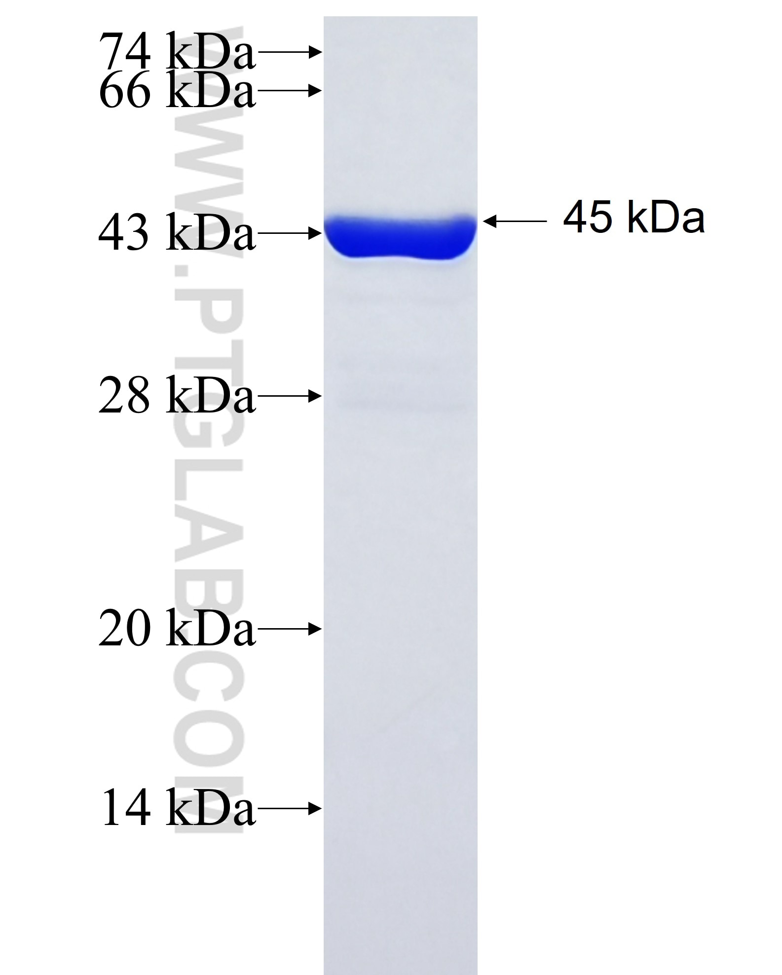 PIN1 fusion protein Ag0767 SDS-PAGE