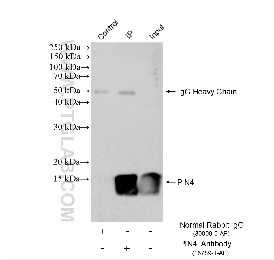 IP experiment of HEK-293 using 15789-1-AP Immunoprecipitation (IP) experiment of HEK-293 cells using PIN4 Polyclonal antibody (15789-1-AP)