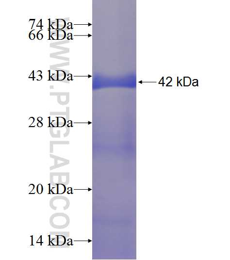 PIN4 fusion protein Ag8489 SDS-PAGE
