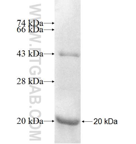 PIN4 fusion protein Ag8803 SDS-PAGE