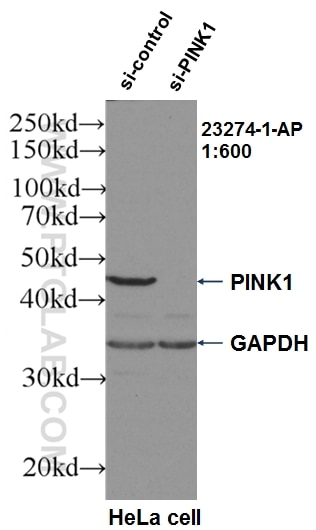 Western Blot (WB) analysis of HeLa cells using PINK1 Polyclonal antibody (23274-1-AP)