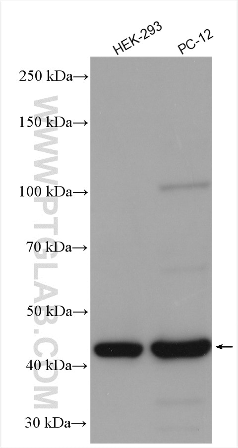 WB analysis using 23274-1-AP