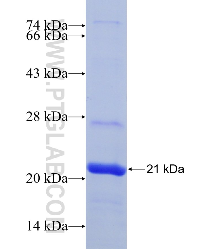 PINK1 fusion protein Ag26187 SDS-PAGE
