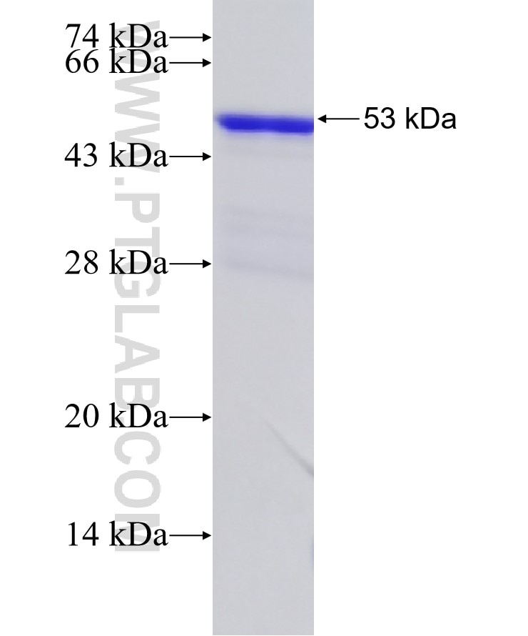 PINK1 fusion protein Ag19825 SDS-PAGE