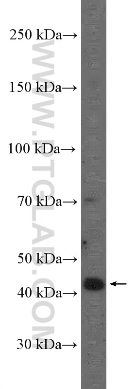 Western Blot (WB) analysis of C6 cells using PINX1 Polyclonal antibody (12368-1-AP)