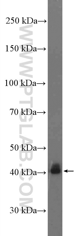 Western Blot (WB) analysis of NIH/3T3 cells using PINX1 Polyclonal antibody (12368-1-AP)