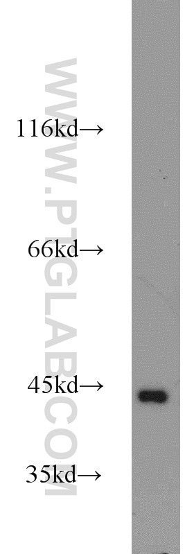 Western Blot (WB) analysis of A431 cells using PINX1 Polyclonal antibody (12368-1-AP)