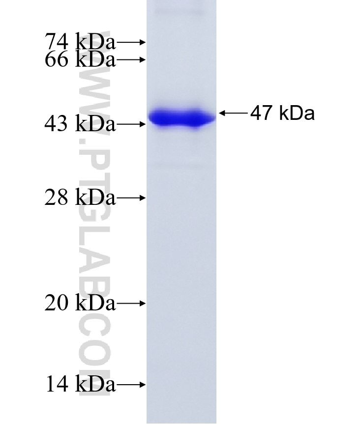 PINX1 fusion protein Ag19250 SDS-PAGE