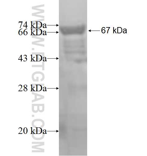 PINX1 fusion protein Ag3043 SDS-PAGE