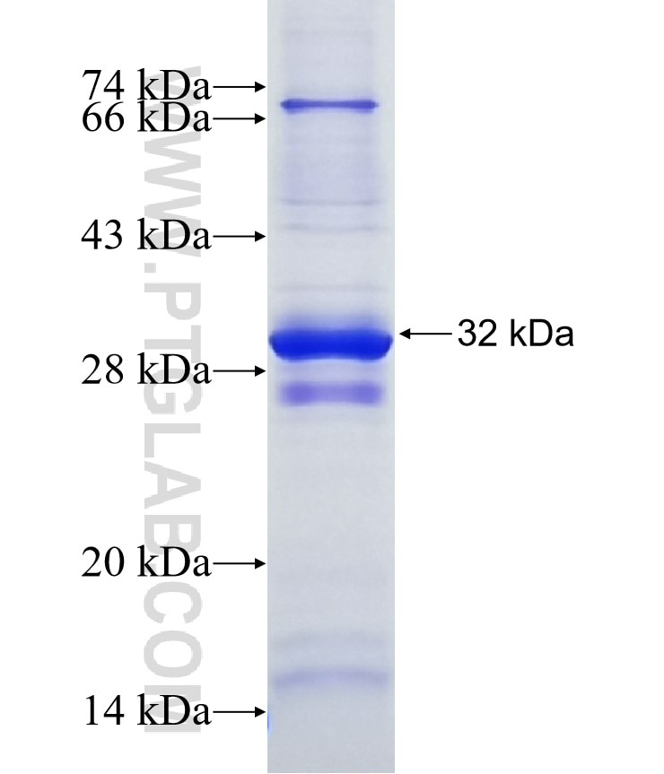 PION, GSAP fusion protein Ag20241 SDS-PAGE