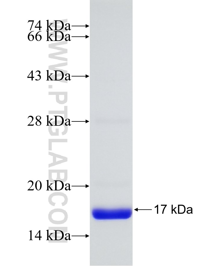 GCDFP-15, PIP fusion protein Ag8980 SDS-PAGE