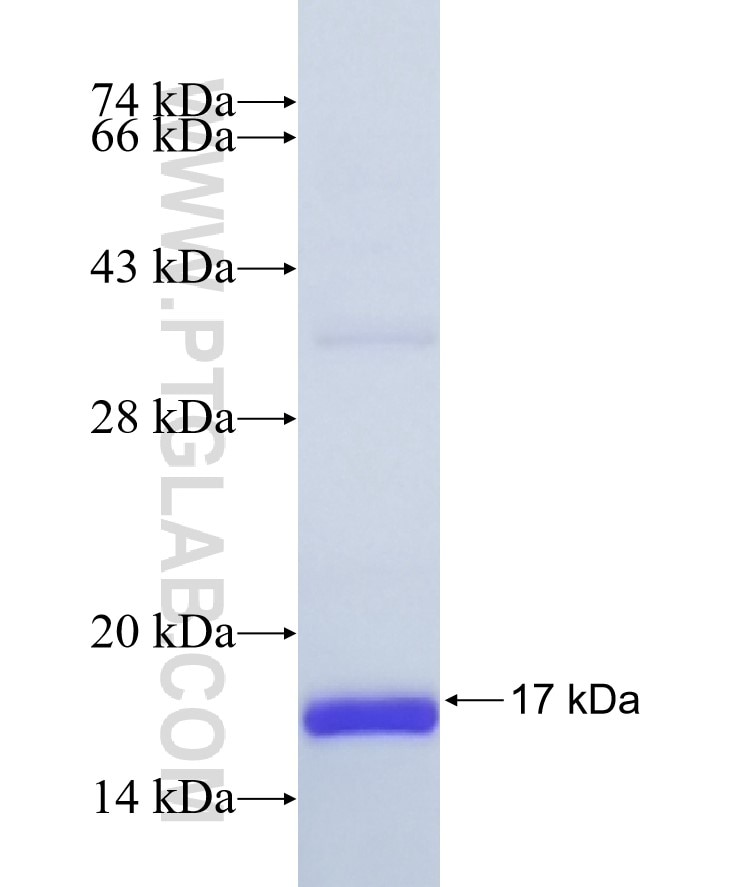 GCDFP-15, PIP fusion protein Ag8980 SDS-PAGE