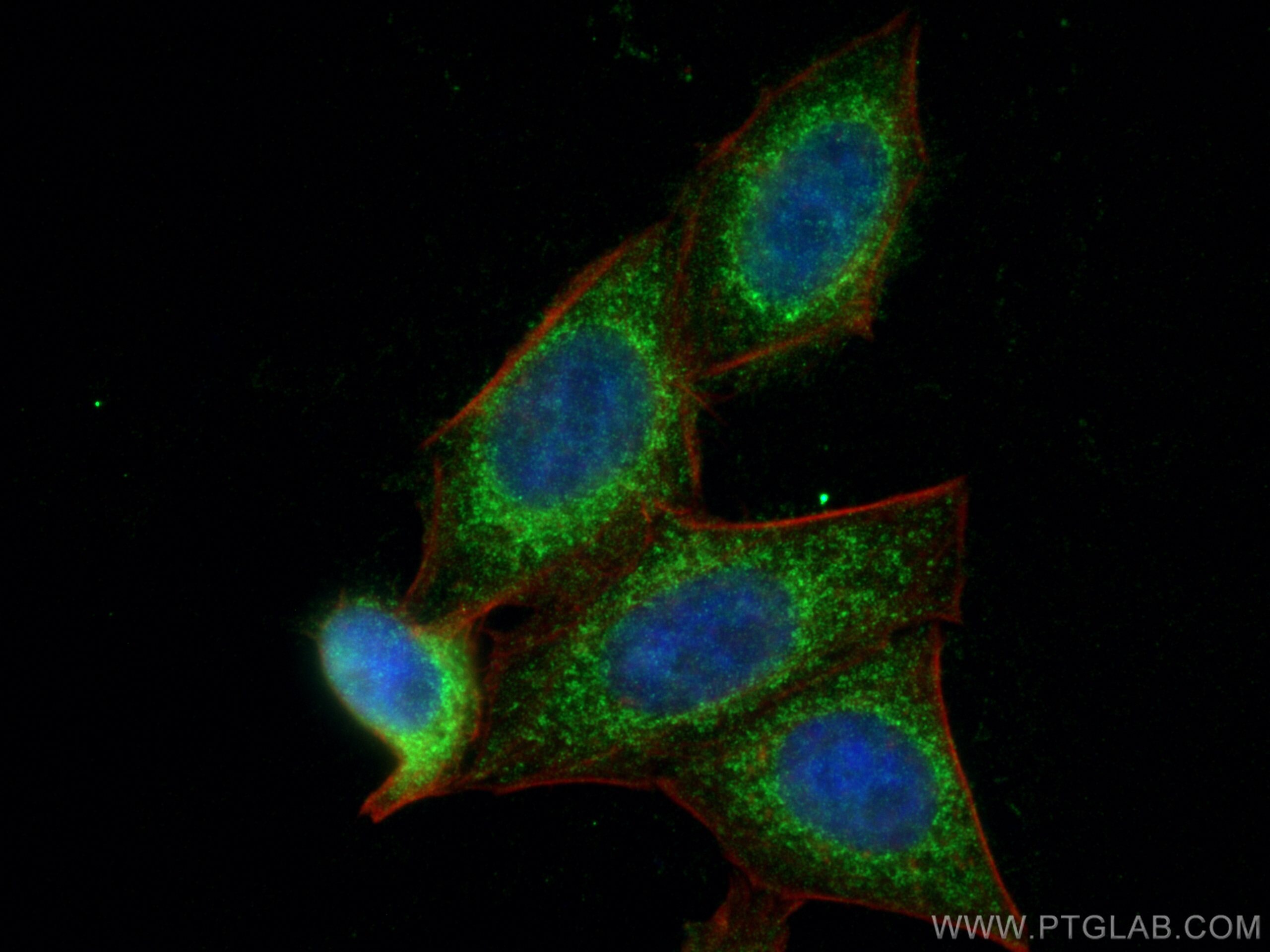 IF Staining of HepG2 using 12469-1-AP