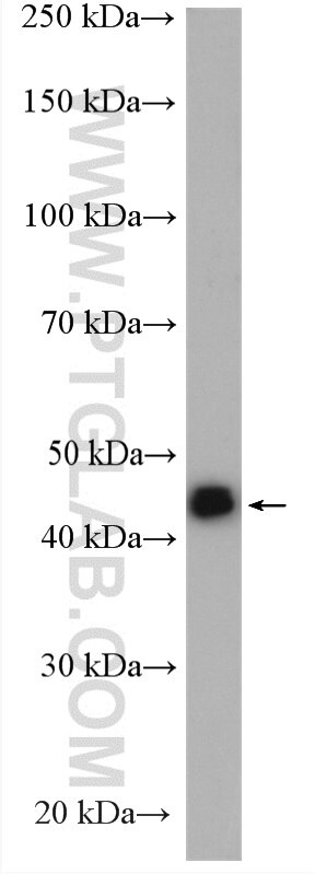 Western Blot (WB) analysis of HeLa cells using PIP4K2C Polyclonal antibody (17077-1-PBS)