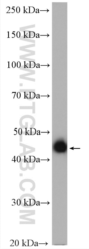 Western Blot (WB) analysis of HepG2 cells using PIP4K2C Polyclonal antibody (17077-1-PBS)