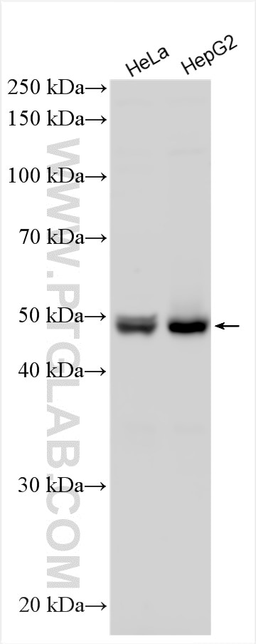 Western Blot (WB) analysis of various lysates using PIP4K2C Polyclonal antibody (17077-1-AP)
