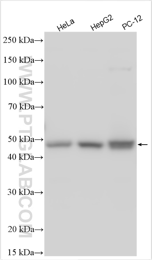 Western Blot (WB) analysis of various lysates using PIP4K2C Polyclonal antibody (17077-1-AP)