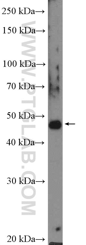Western Blot (WB) analysis of HepG2 cells using PIP4K2C Polyclonal antibody (17077-1-AP)