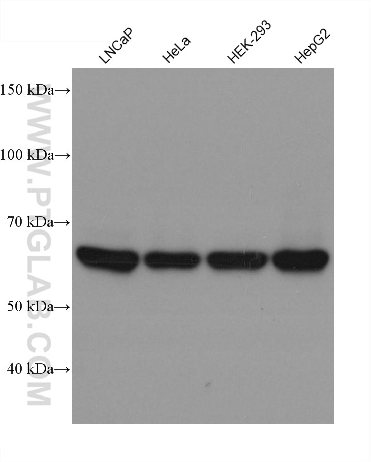 Western Blot (WB) analysis of various lysates using PIP5K1A Monoclonal antibody (67483-1-Ig)