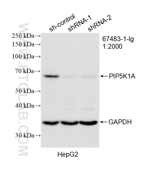 Western Blot (WB) analysis of HepG2 cells using PIP5K1A Monoclonal antibody (67483-1-Ig)