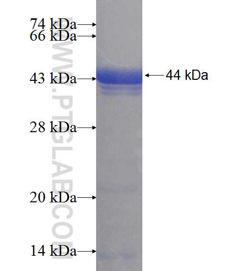 PIP5K1A fusion protein Ag8355 SDS-PAGE